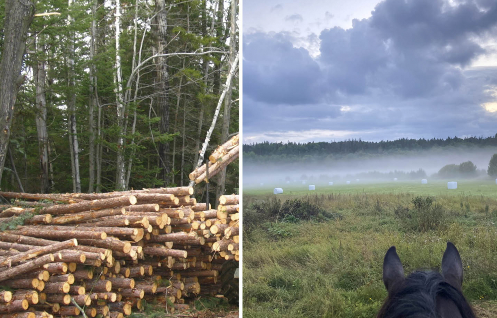 Bild skogsbruk och Hågadalen