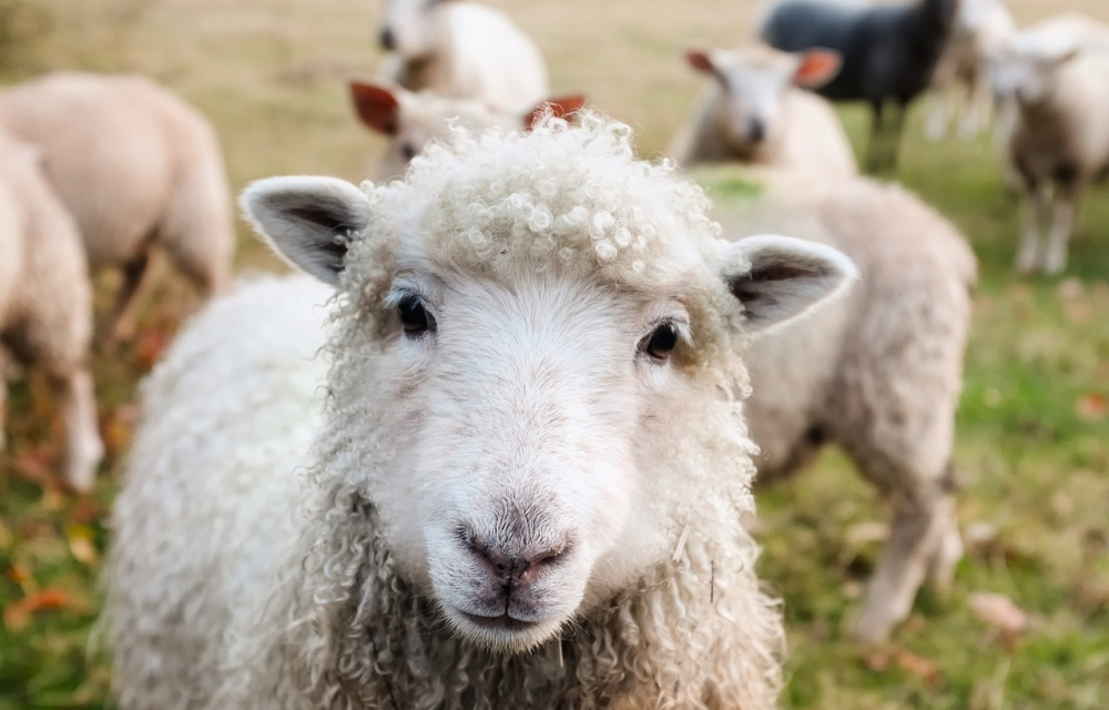 Sheep