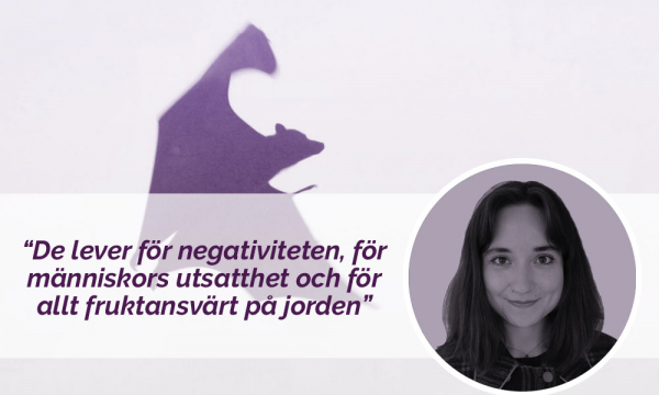 Bild fladdermus